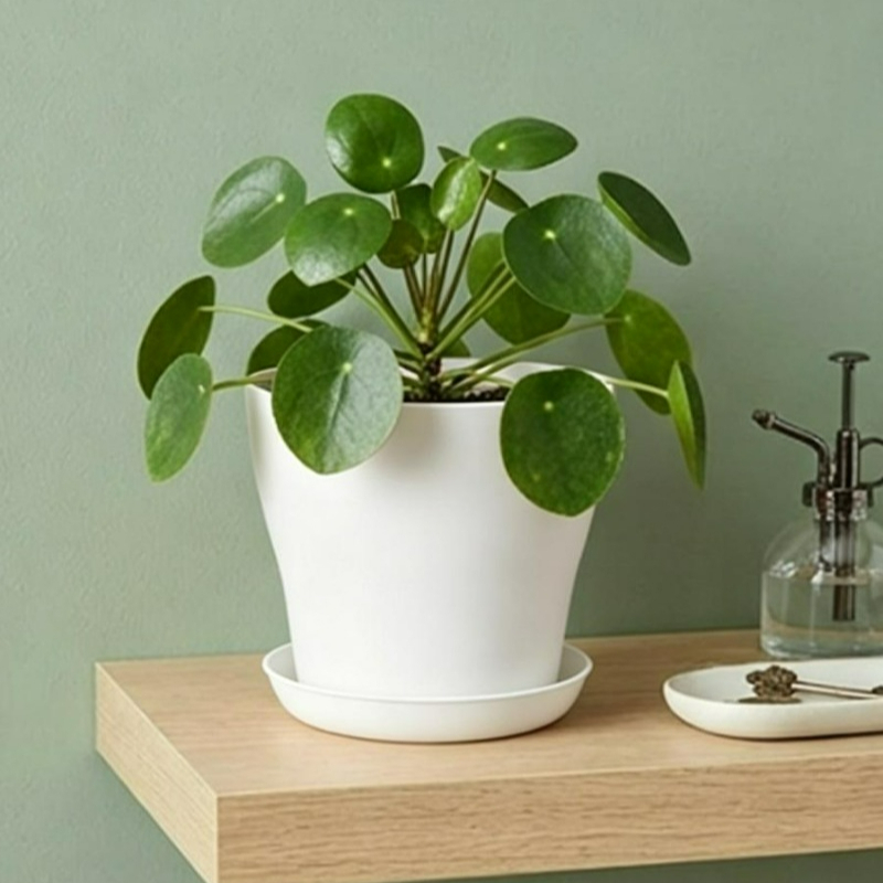 ชุดกระถางต้นไม้พร้อมรูระบายน้ำ - Indoor Herb Garden Kit บทวิจารณ์และราคา